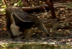Observe a giant anteater using its long muzzle and wormlike tongue to eat and drink