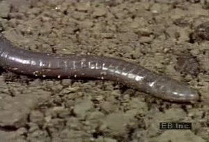 Zoom in on the serpentine locomotion of the limbless, amphibious caecilian over soil