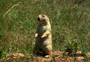 Study a prairie dog colony, breeding habits, and response to predators in the North American plains