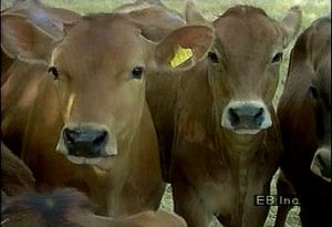 Visit a dairy farm and learn how Danish red cattle contribute to Denmark's national economy