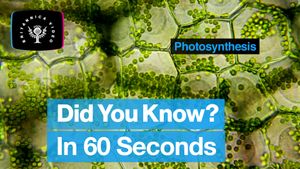 Explore the process of photosynthesis