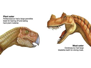 Two dinosaur heads showing feeding habits: meat eater ceratosaurus, plant eater psittacosaurus, dinosaurs