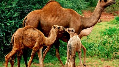Dromedary camels (Camelus dromedarius). Animals, mammals.