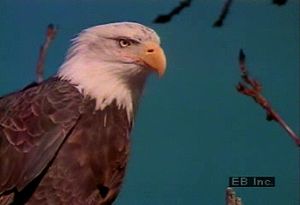 Study the migratory, predatory, and living habits of North American bald eagles
