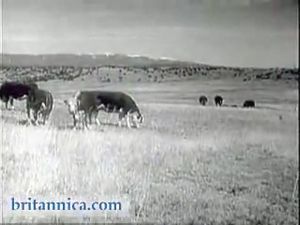Meat: From Range to Market (1955)