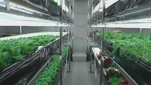 Discover the future of Japanese farming by using artificial high-tech LEDs and through Hydroponics, or soilless cultivation