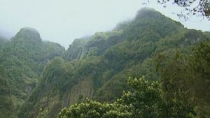 Visit the beautiful rocky landscape of Madeira forests and witness its monstrously large flora