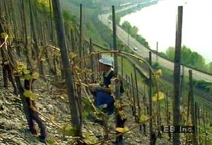 Observe a farmer toiling in a hillside grape vineyard along the Rhine River at Europe's northernmost point