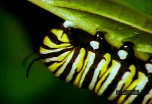 Watch a caterpillar larva eat milkweed, form a pupa, and emerge as a monarch butterfly