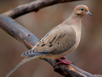 bird. mourning dove. pigeon and dove. Mourning Dove (Zenaida macroura) family Columbidae.