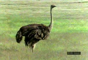 Study the courtship practices of these flightless ratites and watch a mother ostrich care for its young