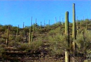 Behold Saguaro National Park plant life. such as the saguaro cactus, unique to the Sonoran Desert