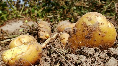 Harvested potatoes in field. (root, vegetable, starch, tuber)
