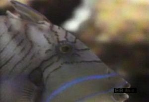 Watch how a queen triggerfish defeats a sea urchin's defensive tactics