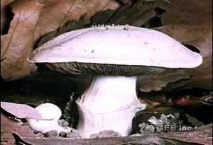 Behold a time-lapse video of a mushroom cap's emergence from the ground