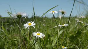 Discover the medicinal and culinary uses of the English daisy
