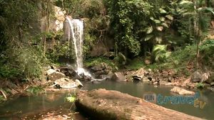 Take a stroll through the scenic tropical rainforest of Tamborine National Park and the beautiful Curtis Falls in Queensland, Australia
