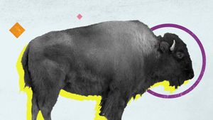Learn what makes a bison different from a buffalo